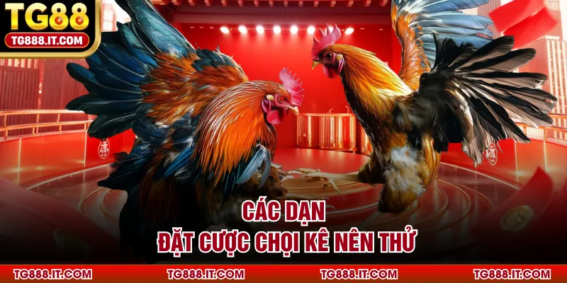 Các dạng đặt cược chọi kê nên thử